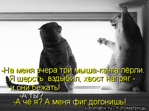 Котоматрица: -На меня вчера три мыша-качка пёрли. Я шерсть  вздыбил, хвост напряг - и они бежать! -А чё я? А меня фиг догонишь! -А ты?