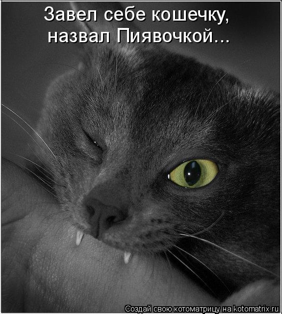 Котоматрица: Завел себе кошечку, назвал Пиявочкой...
