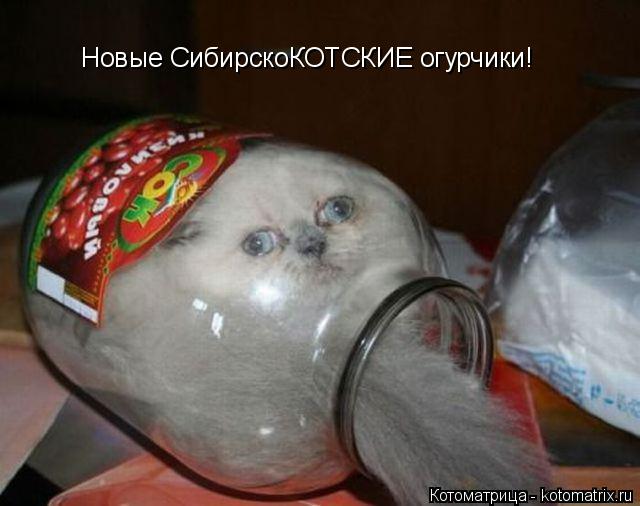 Котоматрица: Новые СибирскоКОТСКИЕ огурчики!