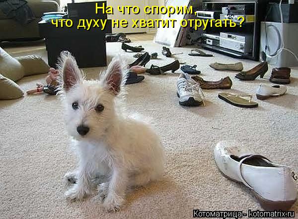 Котоматрица: На что спорим,  что духу не хватит отругать?