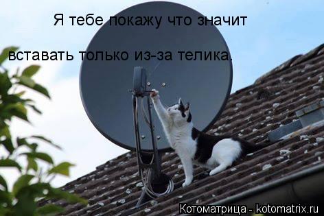 Котоматрица: Я тебе покажу что значит вставать только из-за телика.