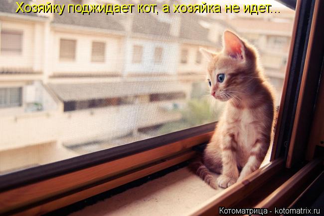 Хозяйку поджидает кот, а хозяйка не идет...... Котоматрица: Хозяйку поджидает кот, а хозяйка не идет...