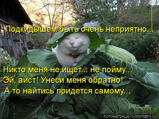 Котоматрица: Подкидышем быть очень неприятно... Никто меня не ищет... не пойму... Эй, аист! Унеси меня обратно! А то найтись придется самому...