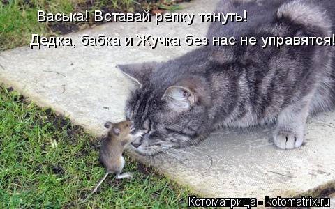 Котоматрица: Васька! Вставай репку тянуть! Дедка, бабка и Жучка без нас не управятся!