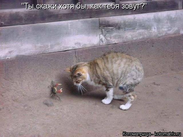 Котоматрица: "Ты скажи хотя бы, как тебя зовут?"