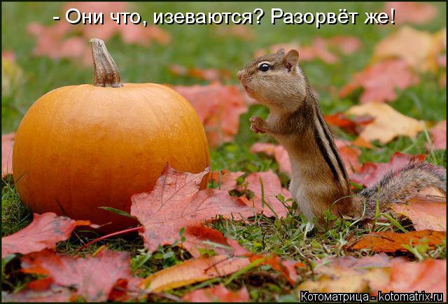 Котоматрица: - Они что, изеваются? Разорвёт же!