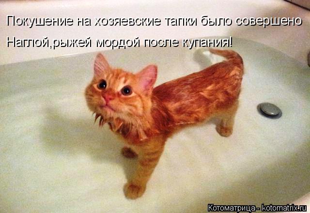 Котоматрица: Покушение на хозяевские тапки было совершено Наглой,рыжей мордой после купания!
