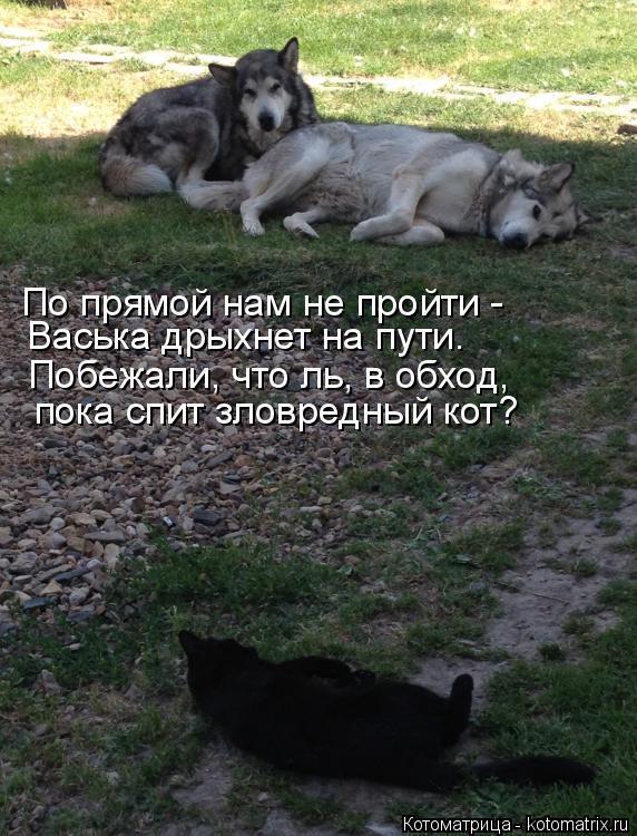 По прямой нам не пройти - Васька дрыхнет на пути. Побежали, что ль, в обход, пока спит зловредный ко... Котоматрица: По прямой нам не пройти - Васька дрыхнет на пути. Побежали, что ль, в обход, пока спит зловредный кот?
