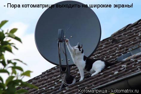 Котоматрица: - Пора котоматрице выходить на широкие экраны!