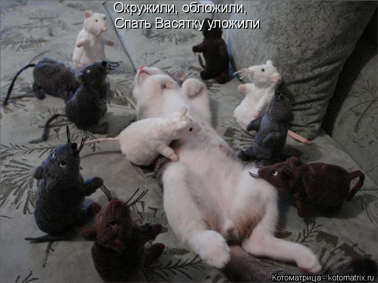 Котоматрица: Окружили, обложили, Спать Васятку уложили