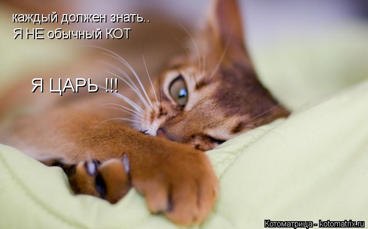 Котоматрица: каждый должен знать.. Я НЕ обычный КОТ Я ЦАРЬ !!!