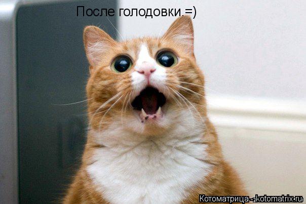 После голодовки.=)... Котоматрица: После голодовки.=)