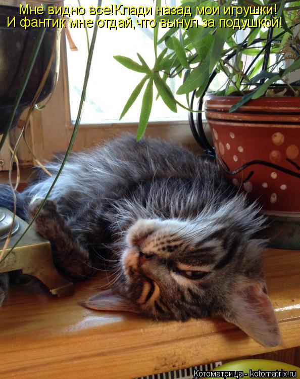 Котоматрица: Мне видно все!Клади назад мои игрушки! И фантик мне отдай,что вынул за подушкой!