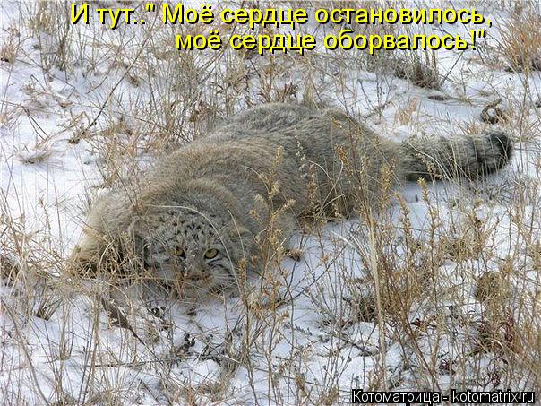 Котоматрица: И тут.." Моё сердце остановилось, моё сердце оборвалось!"