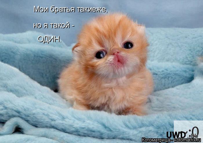 Котоматрица: Мои братья такиеже, но я такой - ОДИН.