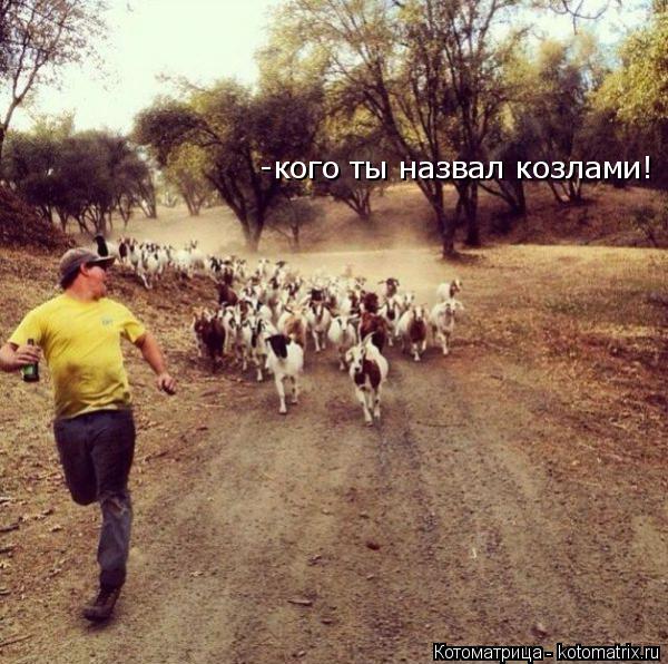 Котоматрица: -кого ты назвал козлами!