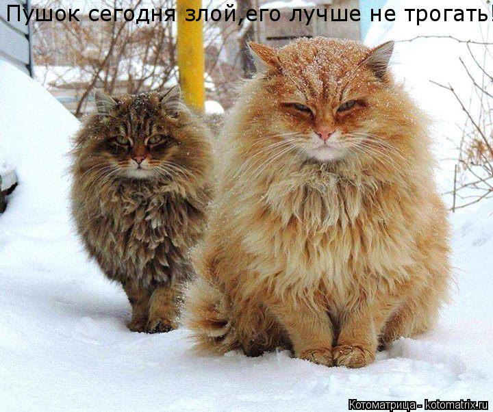 Котоматрица: Пушок сегодня злой,его лучше не трогать!