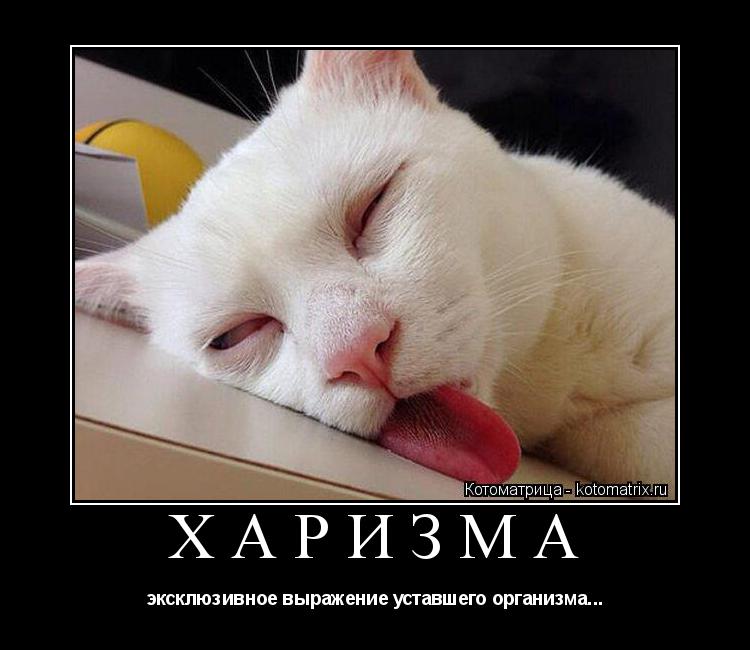 Котоматрица: ХАРИЗМА эксклюзивное выражение уставшего организма...