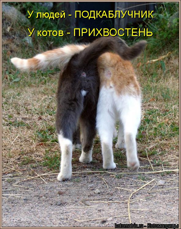 Котоматрица: У людей - ПОДКАБЛУЧНИК У котов - ПРИХВОСТЕНЬ
