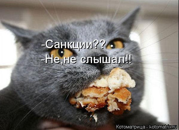 Котоматрица: -Санкции?? -Не,не слышал!!