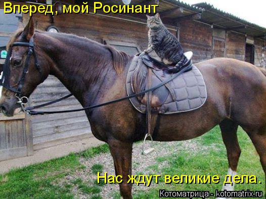 Котоматрица: Вперед, мой Росинант Нас ждут великие дела.