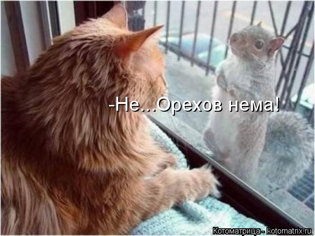 Котоматрица: -Не...Орехов нема!