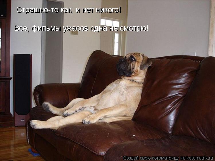 Котоматрица: Страшно-то как, и нет никого! Все, фильмы ужасов одна не смотрю!