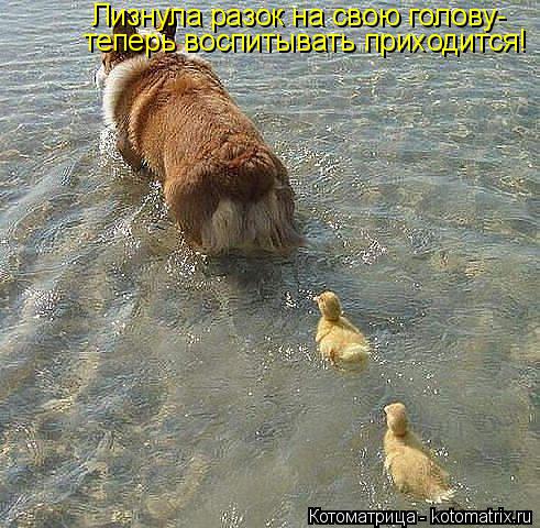 Котоматрица: теперь воспитывать приходится! Лизнула разок на свою голову-