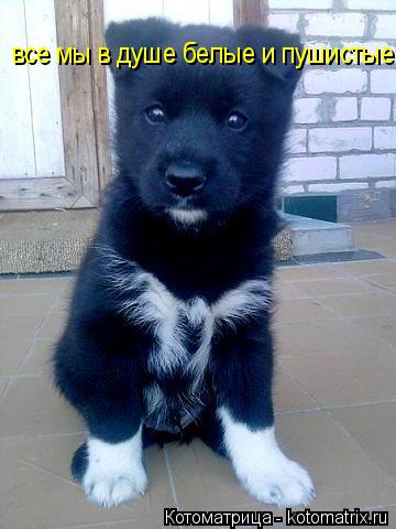 Котоматрица: все мы в душе белые и пушистые