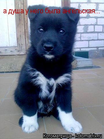 Котоматрица: а душа у него была ангельская...