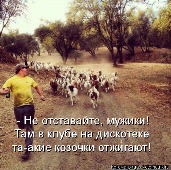 Котоматрица: - Не отставайте, мужики! Там в клубе на дискотеке  та-акие козочки отжигают!
