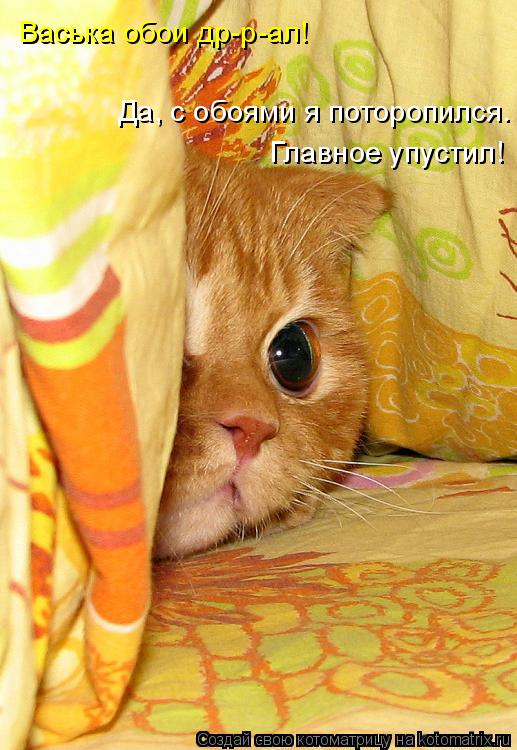 Котоматрица: Васька обои др-р-ал! Да, с обоями я поторопился.  Главное упустил!