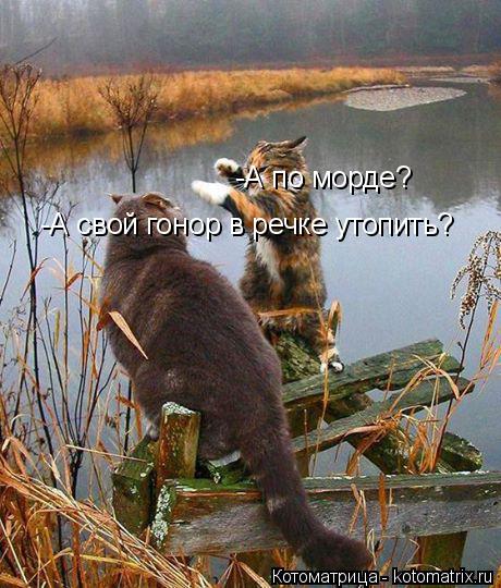 Котоматрица: -А по морде? -А свой гонор в речке утопить?