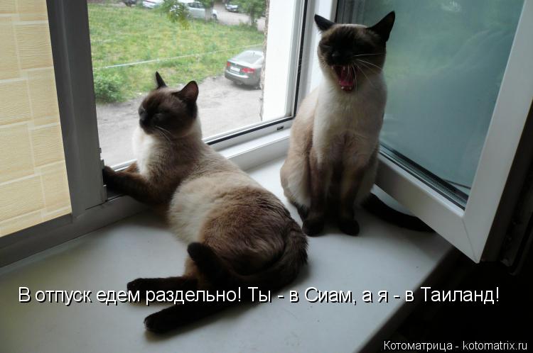 Котоматрица: В отпуск едем раздельно! Ты - в Сиам, а я - в Таиланд!