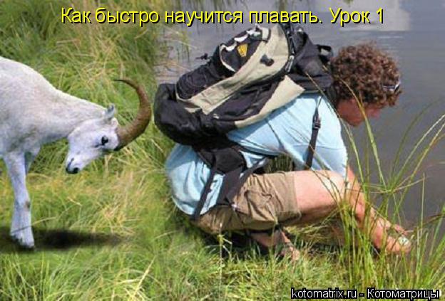 Котоматрица: Как быстро научится плавать. Урок 1