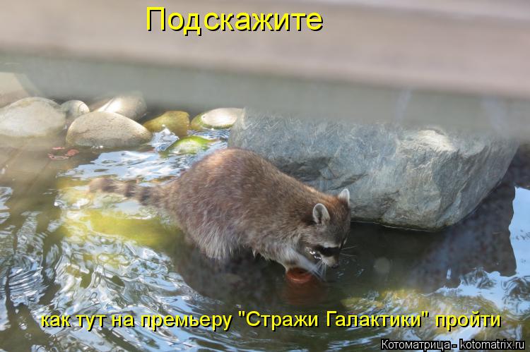 Котоматрица: Подскажите как тут на премьеру "Стражи Галактики" пройти
