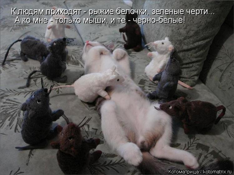 Котоматрица: К людям приходят - рыжие белочки, зеленые черти... А ко мне - только мыши, и те - черно-белые!