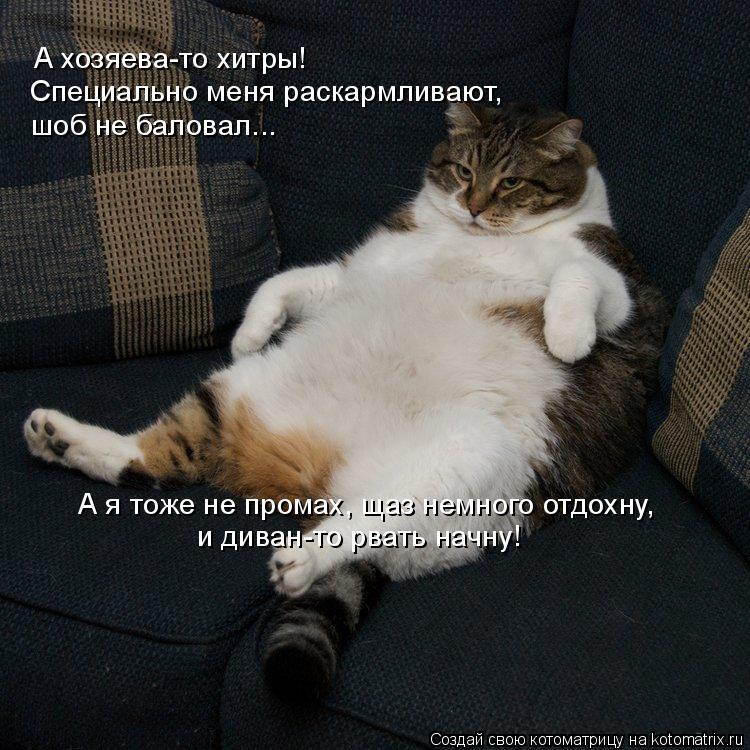 и диван-то рвать начну! А хозяева-то хитры! Специально меня раскармливают, шоб не баловал... А я тоже... Котоматрица: и диван-то рвать начну! А хозяева-то хитры! Специально меня раскармливают, шоб не баловал... А я тоже не промах, щаз немного отдохну,