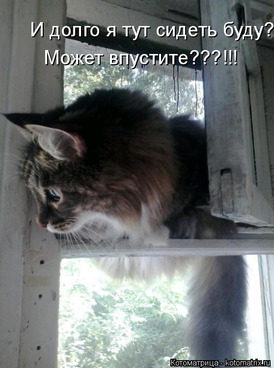Котоматрица: И долго я тут сидеть буду??? Может впустите???!!!