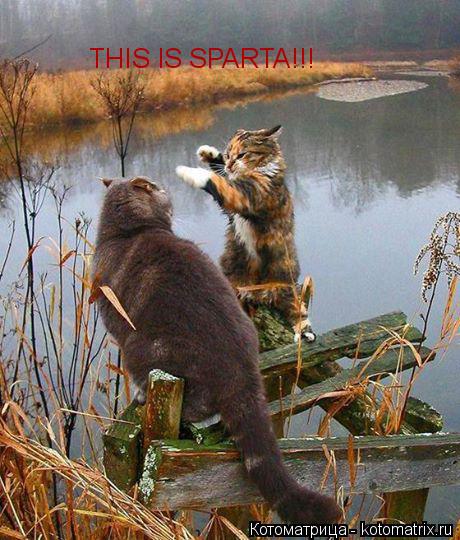 Котоматрица: THIS IS SPARTA!!!