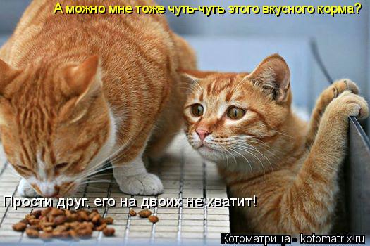 Котоматрица: А можно мне тоже чуть-чуть этого вкусного корма?  Прости друг, его на двоих не хватит!