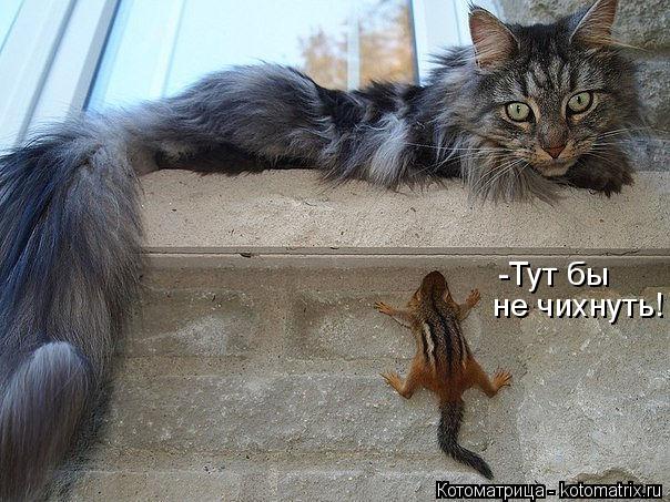 Котоматрица: -Тут бы  не чихнуть!