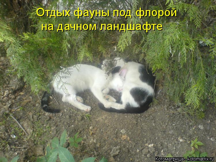 Котоматрица: Отдых фауны под флорой  на дачном ландшафте