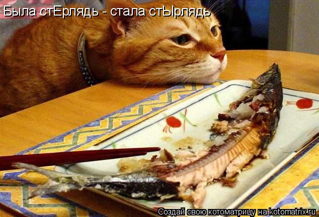 Котоматрица: Была стЕрлядь - стала стЫрлядь