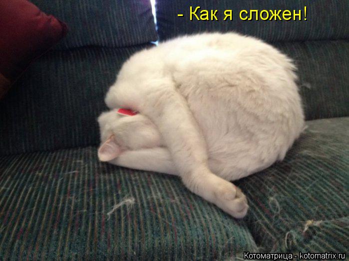 Котоматрица: - Как я сложен!