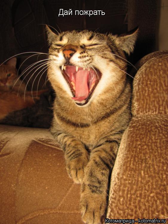 Котоматрица: Дай пожрать