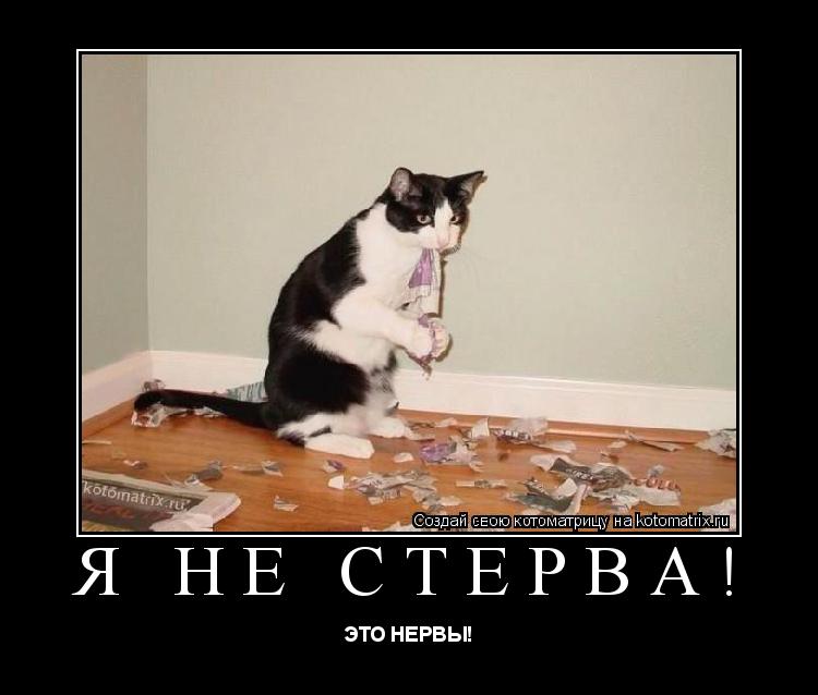 Котоматрица: Я НЕ СТЕРВА! ЭТО НЕРВЫ!