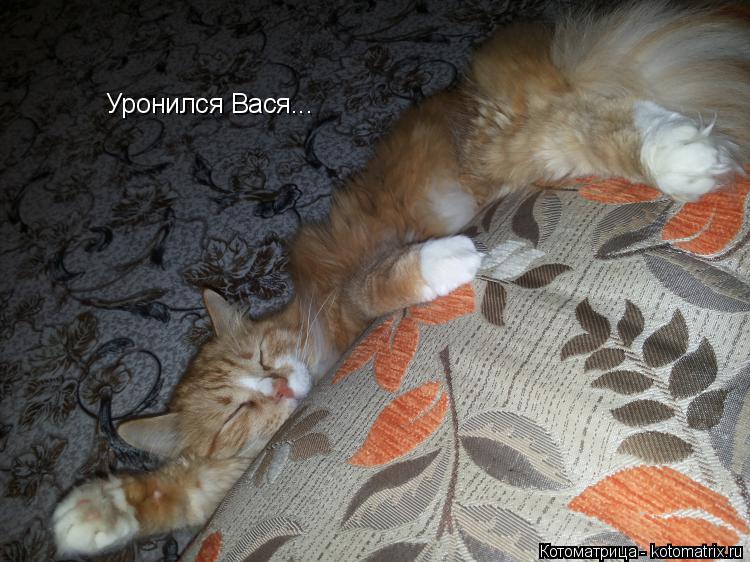 Котоматрица: Уронился Вася...