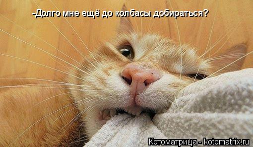 Котоматрица: -Долго мне ещё до колбасы добираться?