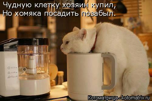 Котоматрица: Чудную клетку хозяин купил, Но хомяка посадить позабыл.